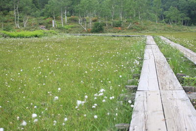 View of wooden boardwalk on field