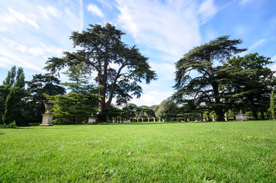 Trees on field against sky