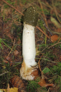 High angle view of mushroom growing on field