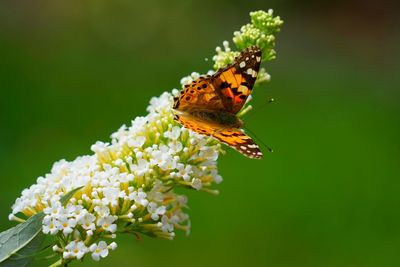 Close-up of butterfly pollinating on flower