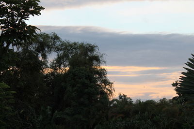 Low angle view of trees against sky during sunset