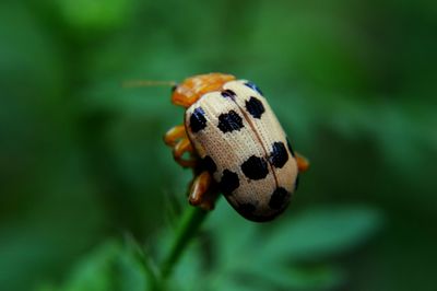 Close-up of a bug against blurred background