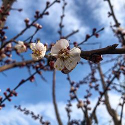 Close-up of cherry blossoms in spring