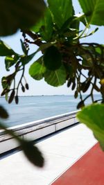 Tree by sea against sky