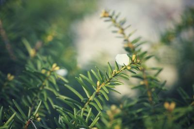 Close-up of fresh green plant