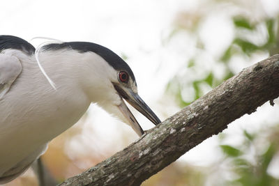 Close up of a black-crowned night heron grabbing an insect from a tree