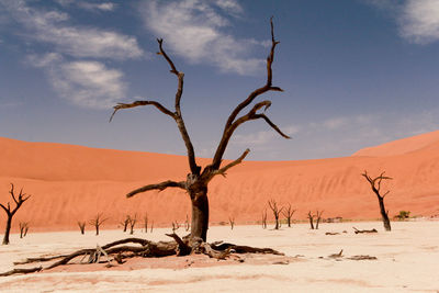 Bare tree on desert against sky