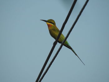 Low angle view of bird perching on leaf against sky