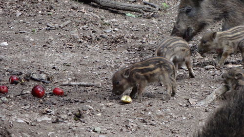 Pig standing on field