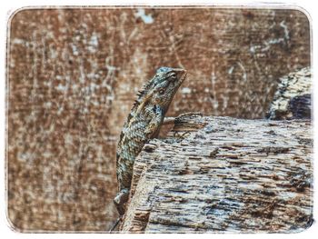 Close-up of lizard on tree stump