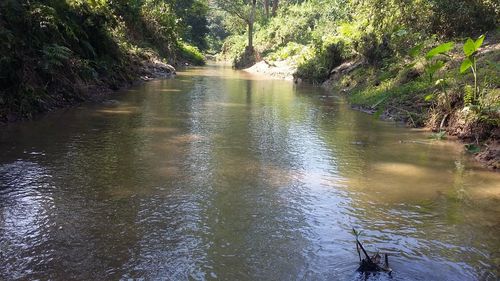 Reflection of trees in lake