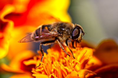 Close-up of bee pollinating on flower