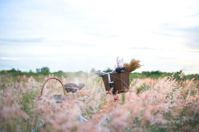 View of horse cart on field against sky