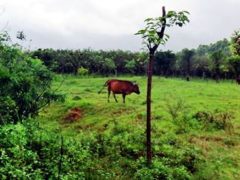 Horses grazing on landscape against sky
