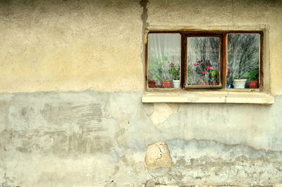 Potted plants at window of house