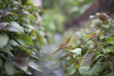 Close-up of plans growing outdoors