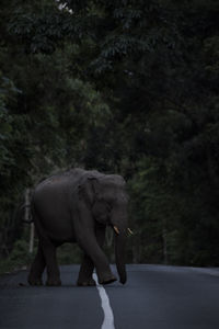 Elephant crossing road in forest