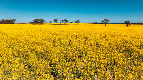 A travel blogger- posing in the fields of canola flowers near york, in western australia.