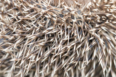 Full frame shot of dry plants