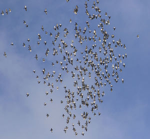 Flock of speed racing pigeon flying against clear blue sky