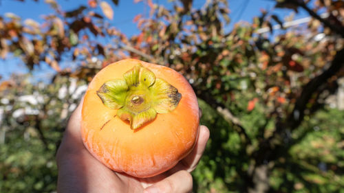Close-up of hand holding apple