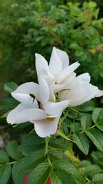 Close-up of white flower