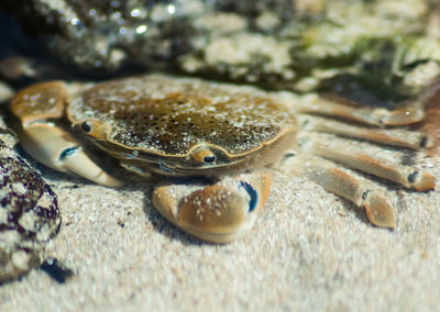 Close-up of crab on sand