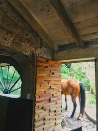 View of a horse in stable