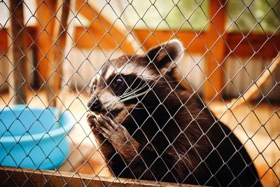 Close-up of chainlink fence in cage