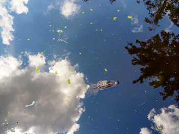 Close-up of fish swimming in water