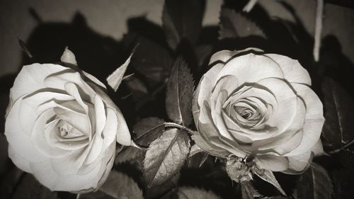 Close-up of rose bouquet