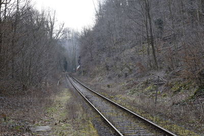 View of railroad tracks in forest