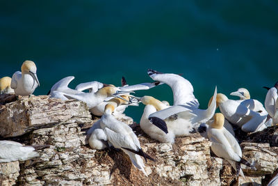 Flock of birds perching on rock