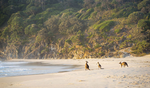 Australian native kangaroo family gather on the beach at dawn on stradbroke island