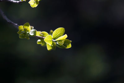 Close-up of green plant