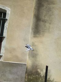 High angle view of bird on wall