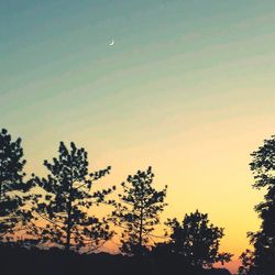 Low angle view of trees against sky
