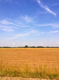 Scenic view of agricultural field against blue sky