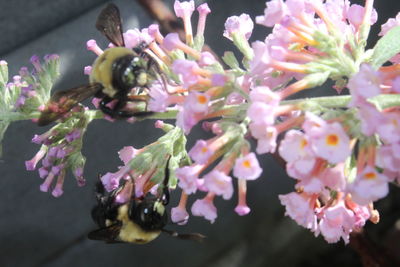 Close-up of pink flowers