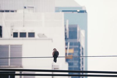 Bird perching on city against sky