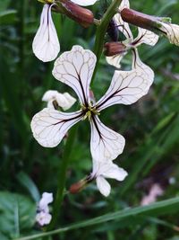 Close-up of white flowers