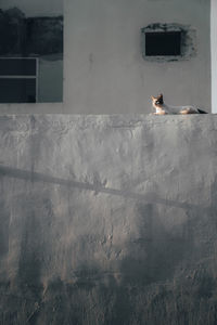 View of cat on building wall