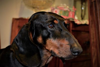 Close-up of black dog at home