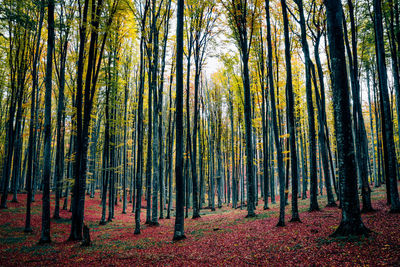 Trees growing in forest during autumn