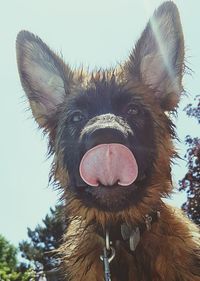 Close-up portrait of dog sticking out tongue against clear sky
