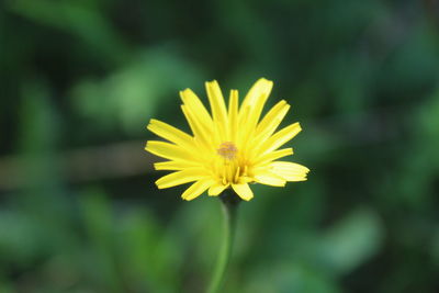 Close-up of yellow flower blooming outdoors