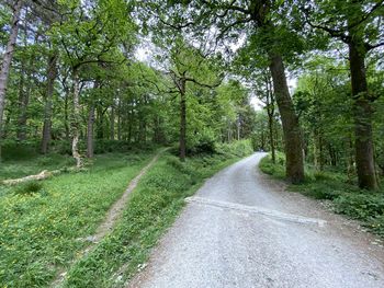 Large footpath, in a forest, leading out of the woods in, hardcastle crags, hebden bridge, uk