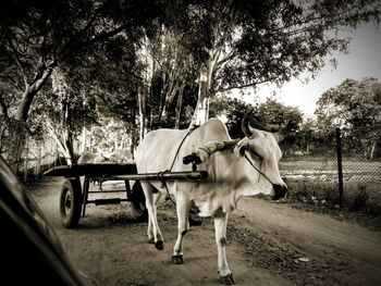 Livestock abuse, tears over the years