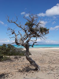 Tree on beach against sky