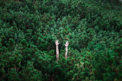 Trees in forest